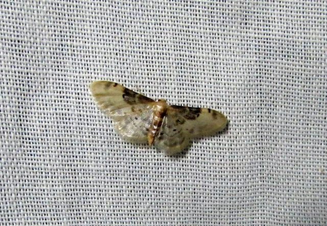 Idaea filicata - sötéttövű apróaraszoló