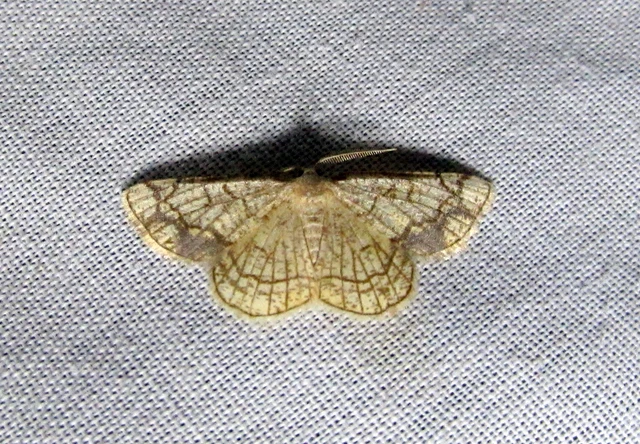 Stegania dilectaria - fehérnyár-araszoló
