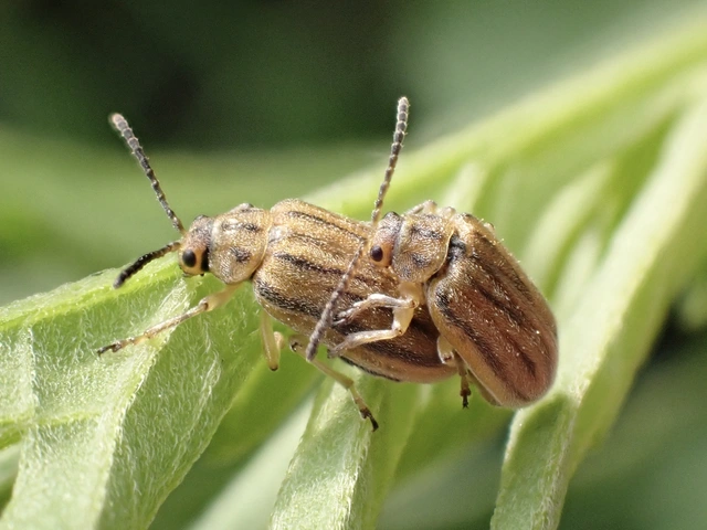 Ophraella communa - parlagfű-olajosbogár