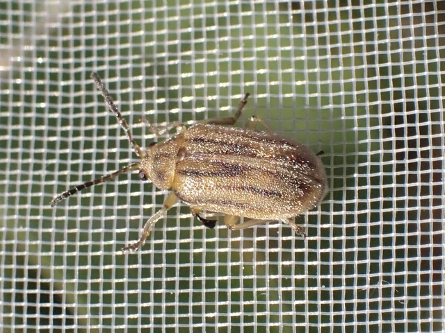 Ophraella communa - parlagfű-olajosbogár