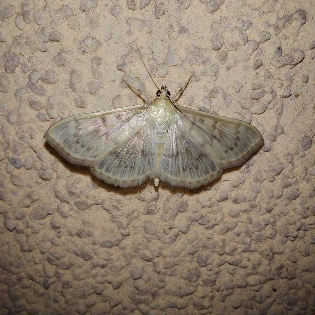Patania ruralis - csalánevő tűzmoly