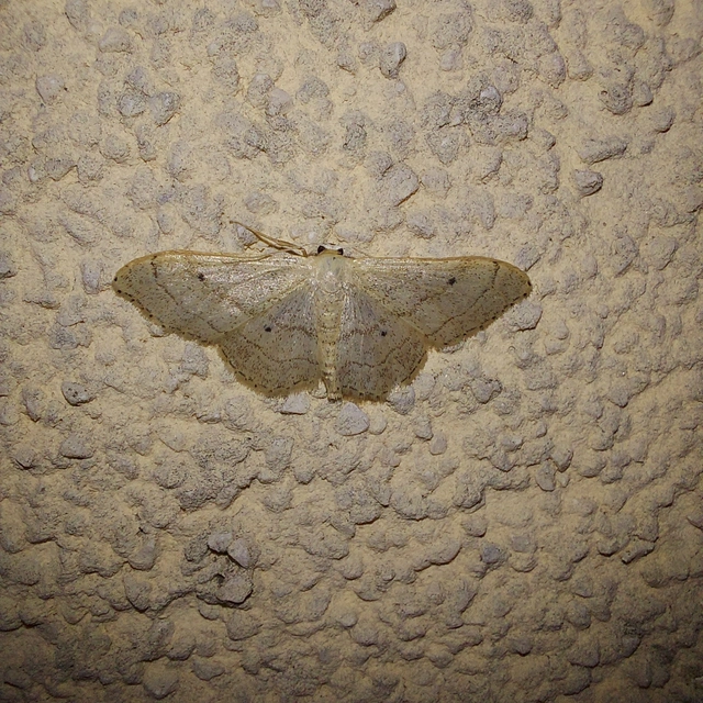 Idaea straminata - szalmasárga sávosaraszoló