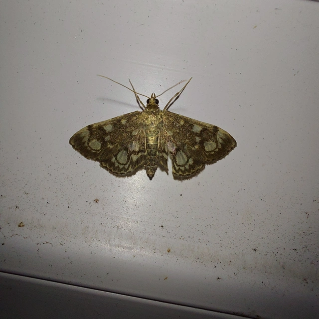 Anania coronata - koronás dudvamoly