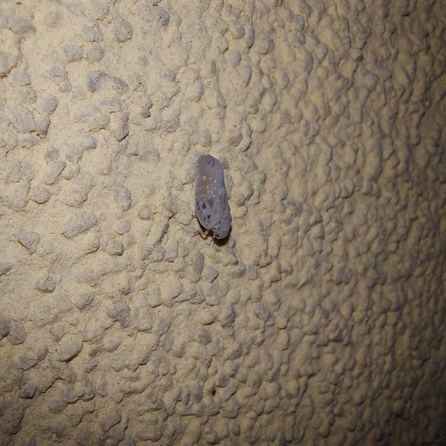 Metcalfa pruinosa - amerikai lepkekabóca