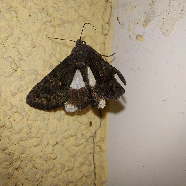 Anophia leucomelas - déli folyófűbagoly Anophia leucomelas - déli folyófűbagoly