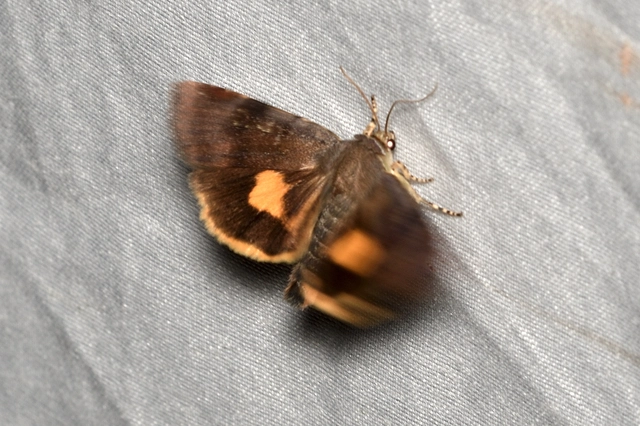Noctua janthina - tarka sárgafűbagoly