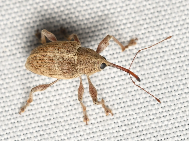 Curculio elephas - gesztenyezsuzsóka