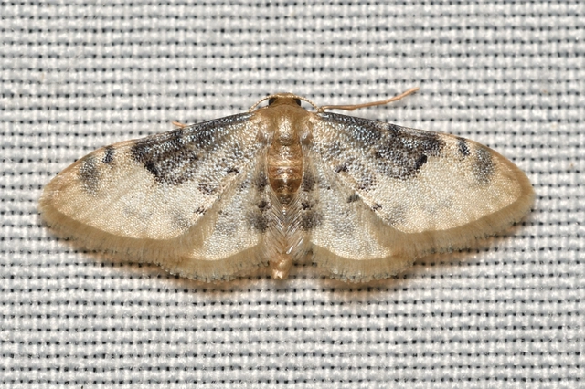 Idaea filicata - sötéttövű apróaraszoló