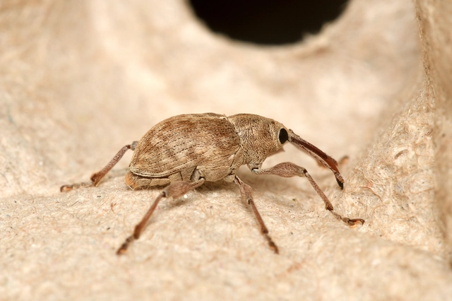 Curculio elephas - gesztenyezsuzsóka