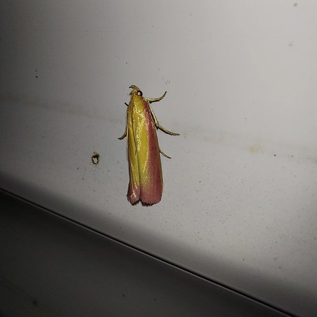 Oncocera semirubella - lucernamoly