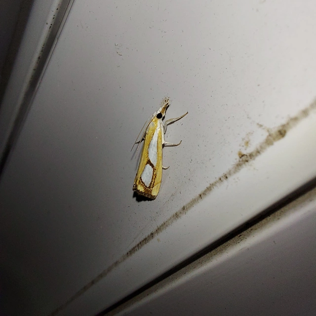 Catoptria