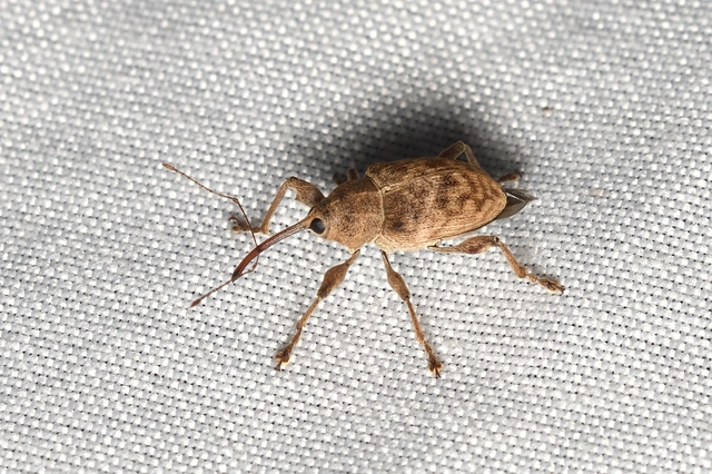 Curculio elephas - gesztenyezsuzsóka