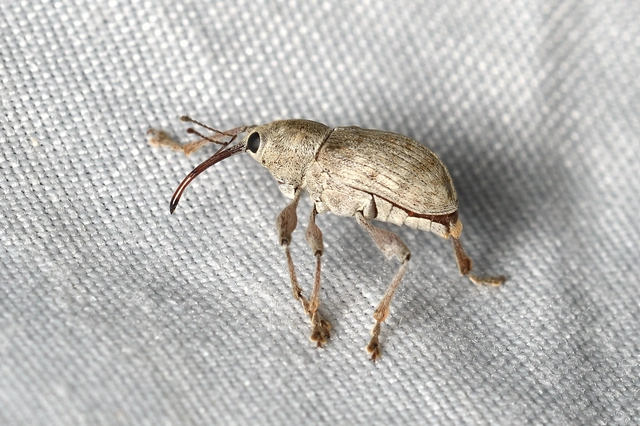 Curculio propinquus - halvány zsuzsóka