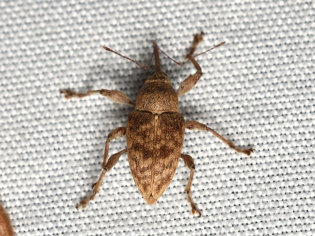 Curculio elephas - gesztenyezsuzsóka