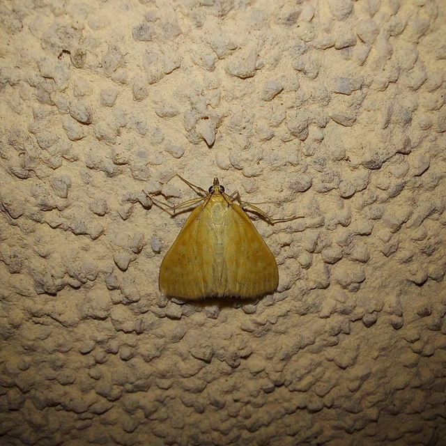 Sitochroa verticalis - világossárga dudvamoly
