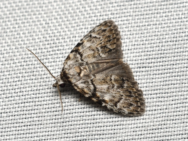 Meganola strigula - hamvas pamacsosszövő