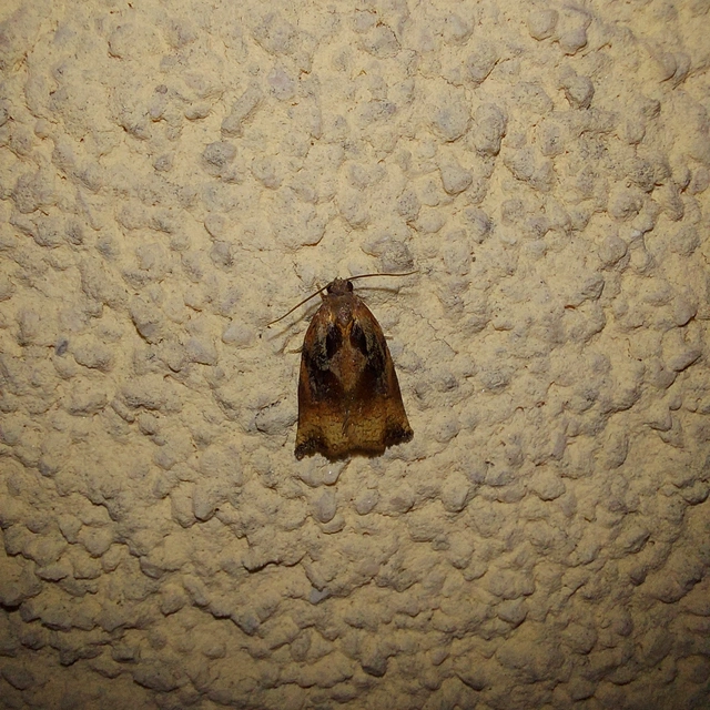 Archips podana - dudvarágó sodrómoly