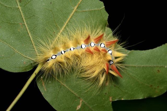 Acronicta aceris - vadgesztenye-szigonyosbagoly
