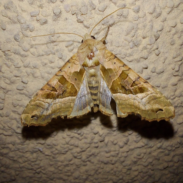 Phlogophora meticulosa - vándorló csipkésbagoly