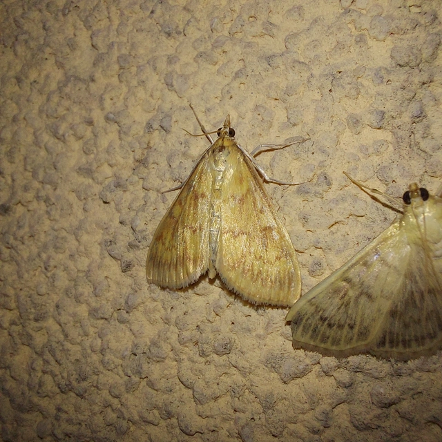 Ostrinia nubilalis - kukoricamoly