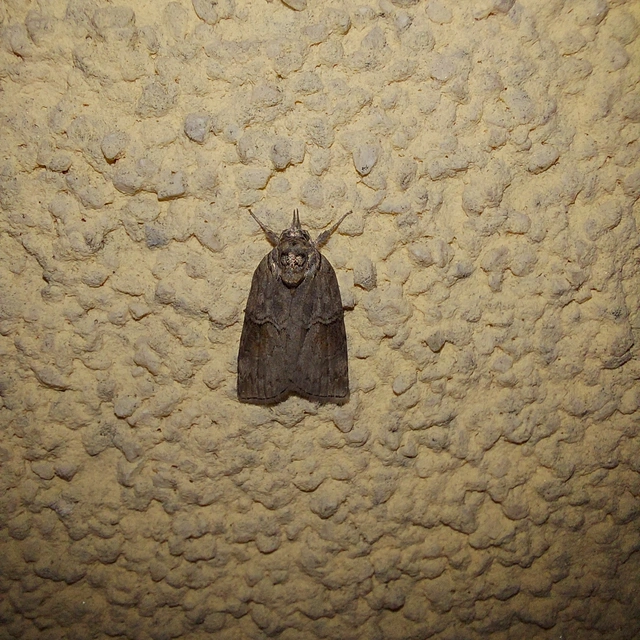 Nycteola asiatica - nyárfa-trapézbagoly