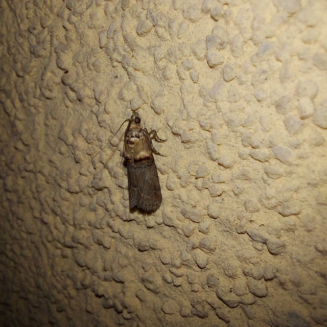 Trachonitis cristella - bokorrágó karcsúmoly