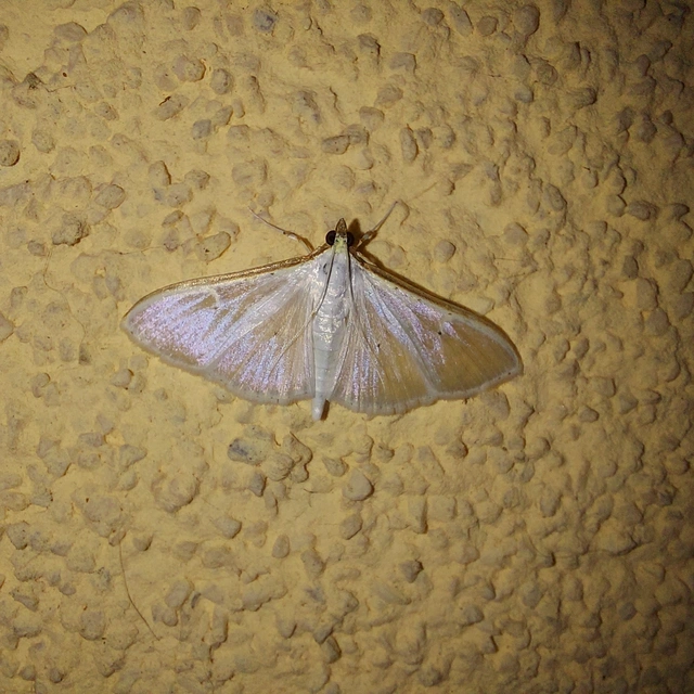Palpita vitrealis - hófehér tűzmoly