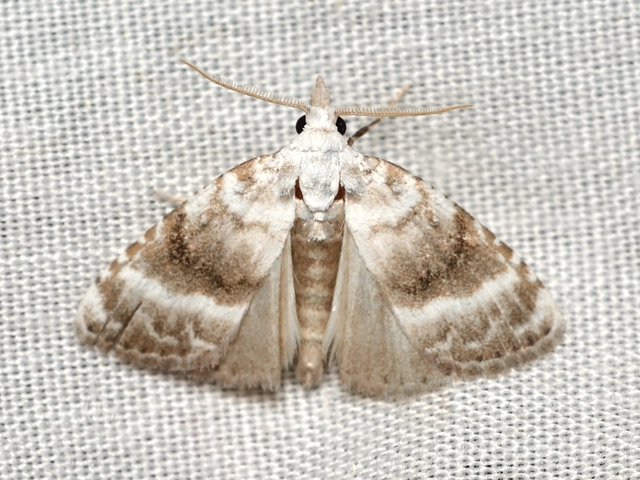 Meganola albula - fehér pamacsosszövő