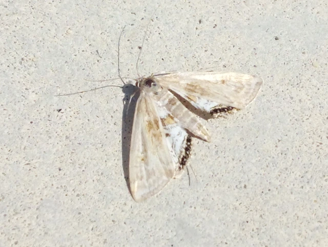Cataclysta lemnata - békalencsemoly