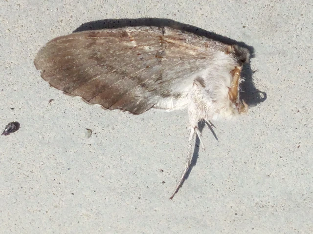 Hyloicus pinastri - fenyőszender