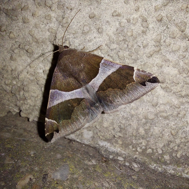 Dysgonia algira - déli porcelánbagoly