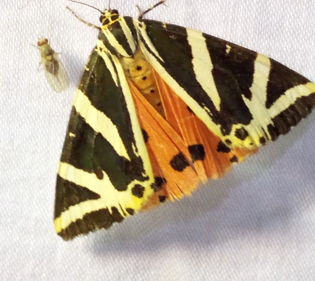 Euplagia quadripunctaria - csíkos medvelepke