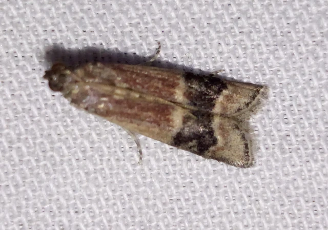 Euzopherodes charlottae - magyar karcsúmoly