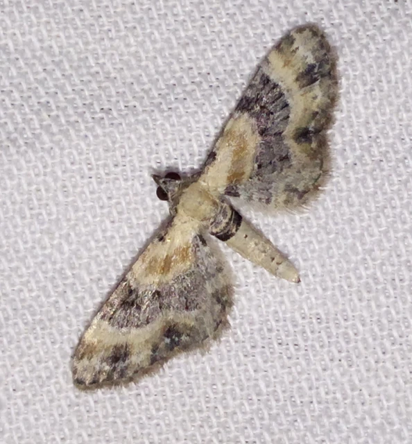 Eupithecia linariata - vonalas törpearaszoló