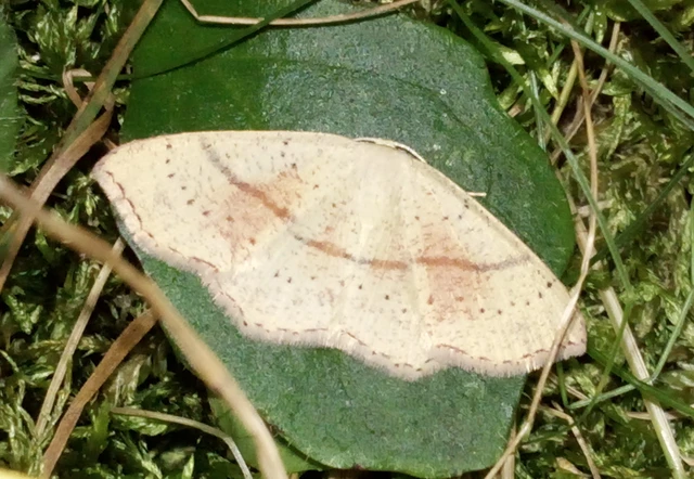 Cyclophora punctaria - sávos pettyesaraszoló