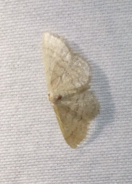 Idaea obsoletaria rufularia - sárgás apróaraszoló