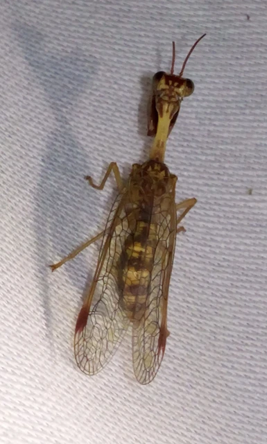 Mantispa styriaca - kétszínű fogólábú-fátyolka