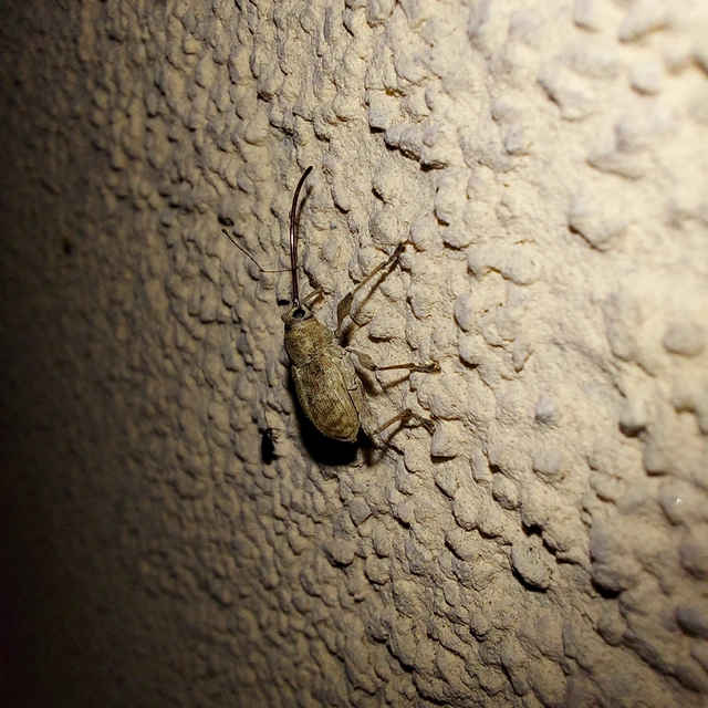 Curculio elephas - gesztenyezsuzsóka