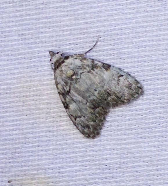 Meganola strigula - hamvas pamacsosszövő
