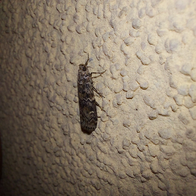 Dioryctria