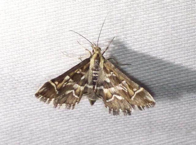 Diasemia reticularis - betűmintás tűzmoly