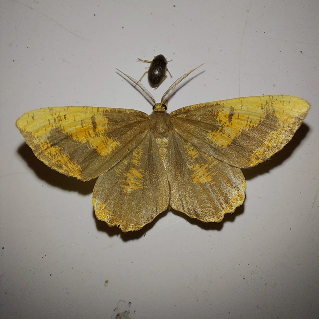 Angerona prunaria - sárga kökényaraszoló