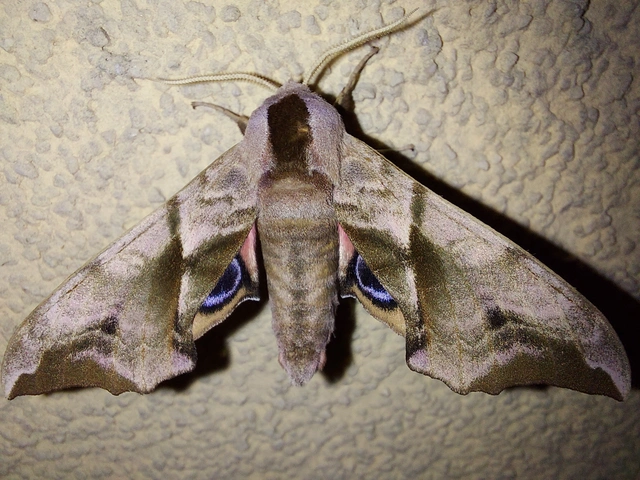 Smerinthus ocellatus - esti pávaszem