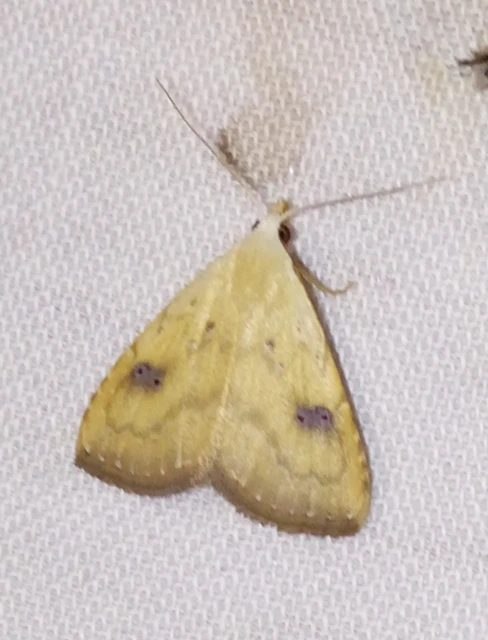 Rivula sericealis - selymes lórombagoly