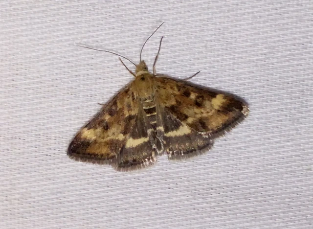 Pyrausta despicata - réti bíbormoly