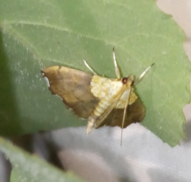 Agrotera nemoralis - ligeti tűzmoly