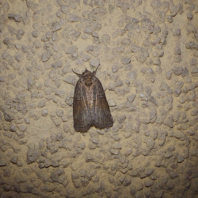 Nycteola asiatica - nyárfa-trapézbagoly