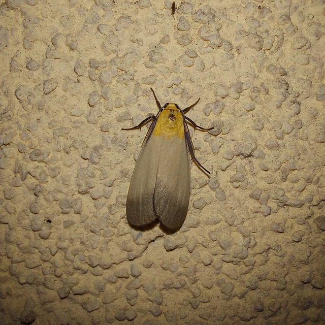 Lithosia quadra - négypettyes zuzmószövő