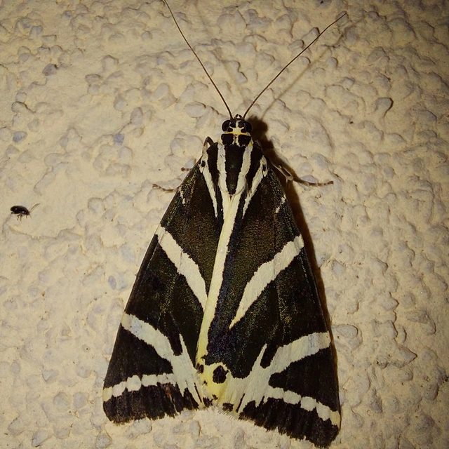 Euplagia quadripunctaria - csíkos medvelepke