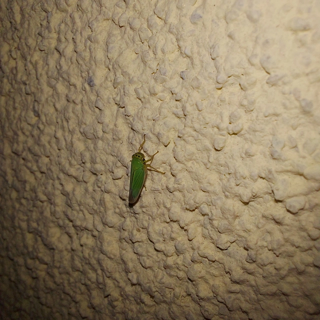 Cicadella viridis - méregzöld kabóca